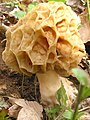 Morchella rotunda