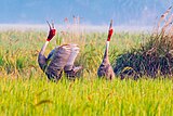 Sarus crane duet