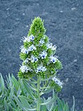 Vignette pour Echium vulcanorum