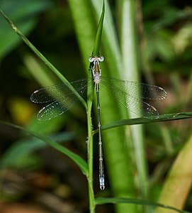 Lestes elatus (ആൺതുമ്പി)