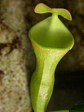 Thumbnail for Nepenthes campanulata