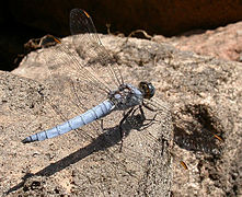 L'Orthetrum brun est un excellent indicateur de la qualité de l'eau.