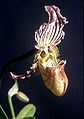 Paphiopedilum fairrieanum