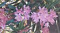 Rhododendron ponticum