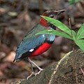 Papuan pitta