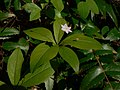 Trientalis borealis