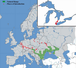 Élőhelyei Európában és inváziós fajként azonosított előfordulásai