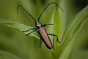 Escaravello de almiscre, Aromia moschata