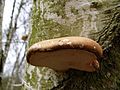 Piptoporus betulinus