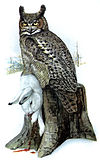 Bubo virginianus