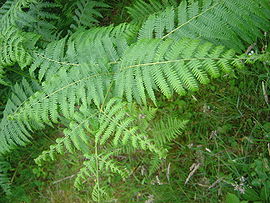 Pteridium aquilinum