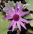 Pericallis lanata