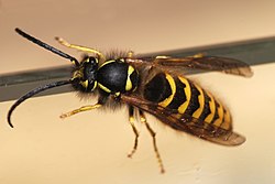 Parastā lapsene (Vespula vulgaris)