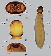 Xenos yanginin (Stylopidia, Xenidae) erkek pupa kafası (sol üst) ve yetişkin dişisi, karından görünüm (sağ) ve cephalothorax'ın yakından görünümü (merkez ve sol alt)