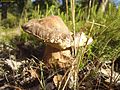 Boletus aereus