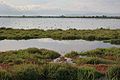 Ahateak Ebroren Deltako Natura Parkean.