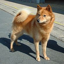 A Finnish Spitz