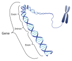 Nova SVG-slika