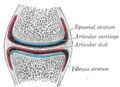 A synovial joint with bone, articular cartilage, and articular disc shown.