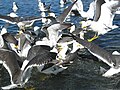 Volando en un lago cerca de Reykjavik