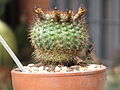 Parodia erubescens