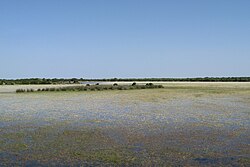 Palmas Arborea ê kéng-sek