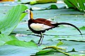 Jacana à longue queue, en livrée nuptiale, période de reproduction