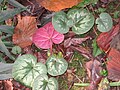 Feuilles de Cyclamen coum montrant leur face inférieure pourprée