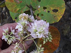 Pienk blomme