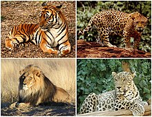 Panthera Diversity.jpg