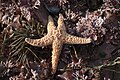 Pisaster ochraceus