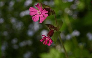 Dag-Pragtstjerne (Silene dioica)