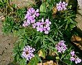 Plante d'Iberis-umbellata