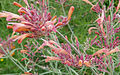 Agastache rupestris