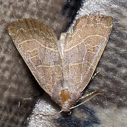 Atethmia ambusta