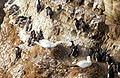 Northern gannet (white) in a colony with Common guillemot, in Helgoland, Germany.