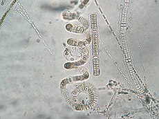 Nodularia spumigena