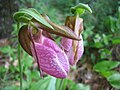 Cypripedium acaule