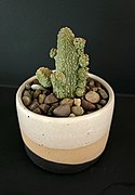 Pseudolithos caput-viperae