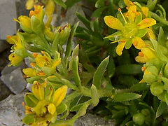 Saxifragă galbenă (Saxifraga aizoides)