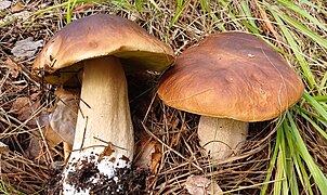 Boletus edulis, le Cèpe de Bordeaux.