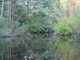 Mullica River