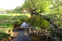 Diga di castori in Hesse, Germania. Sfruttando la risorsa del legno disponibile, i castori stanno influenzando le condizioni biotiche per altre specie che vivono nel loro habitat.