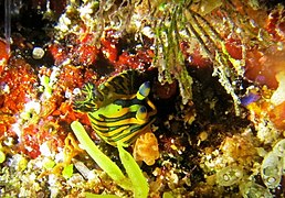 Un tambja à lignes orange (Tambja affinis)