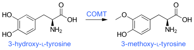 3-O-Methylation of levodopa (3-hydroxy-L-tyrosine) via COMT activity