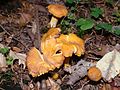 Cantharellus friesii