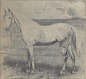 Cheval syrien d'après Paul Diffloth, Zootechnie. Races chevalines 5e edition, 1923, p. 15