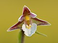 Pelkinis skiautalūpis (Epipactis palustris)