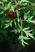 Paeonia delavayi