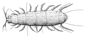 Pauropus huxleyi